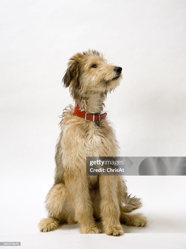 Lurcher pup