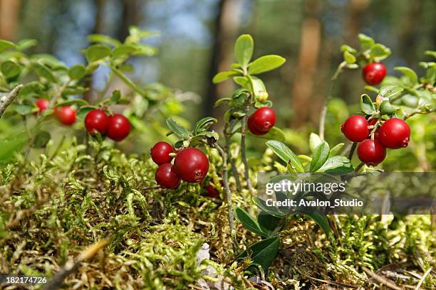 cranberry - cranberries stock pictures, royalty-free photos & images