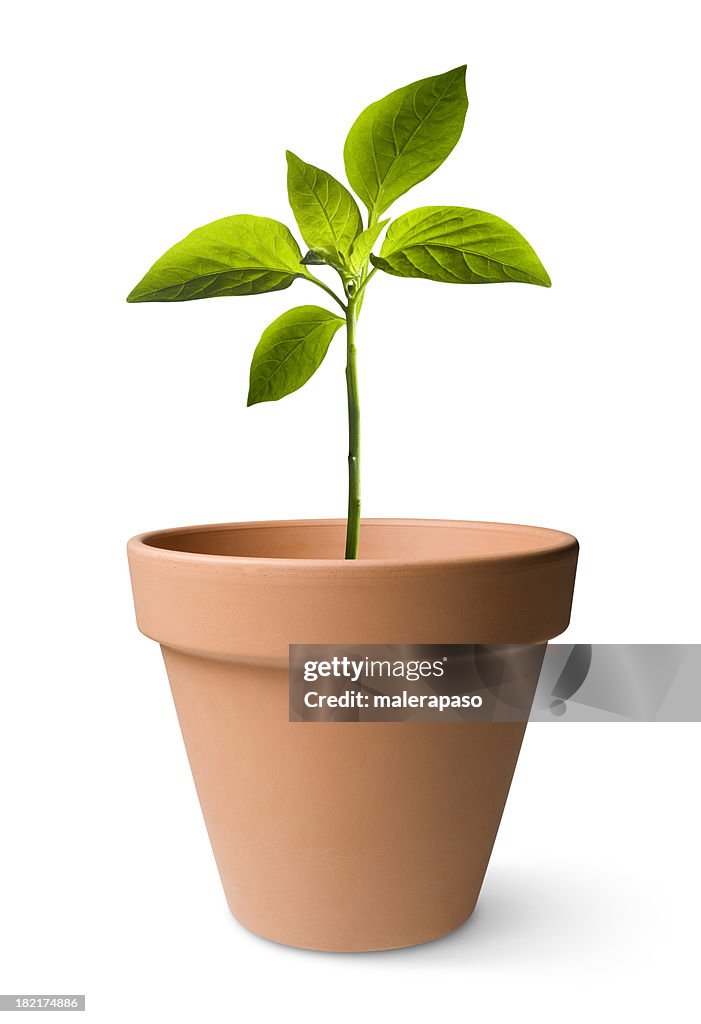 Seedling