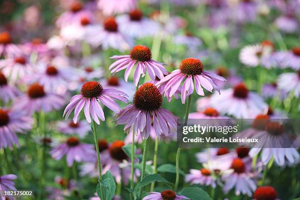 purple sonnenhut-pflanzengattung - perennial stock-fotos und bilder