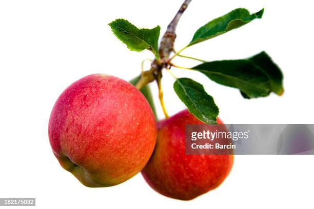 fresh apples - apple tree 個照片及圖片檔