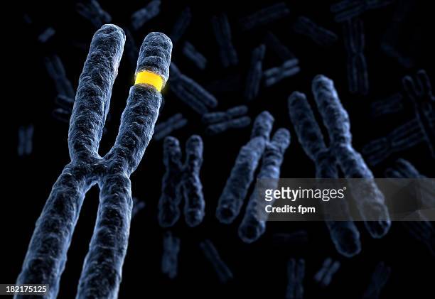 markierte chromosom - genetische veränderung stock-fotos und bilder