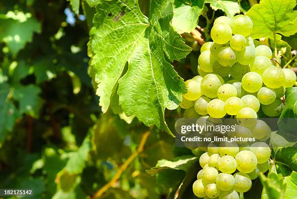 uva - vineyard leafs foto e immagini stock