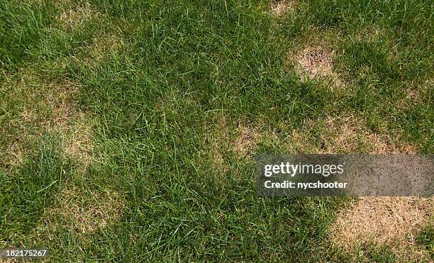 lawn problems - dead plant stock pictures, royalty-free photos & images