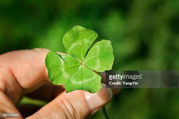 hand holding a four leaf clover green good luck charm - four leaf clover stock pictures, royalty-free photos & images