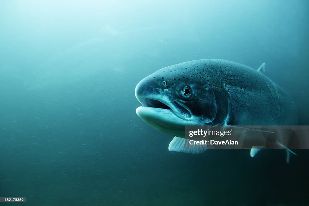 Steelhead Trout underwater.