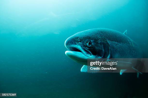 steelhead trout underwater. - salmon stock pictures, royalty-free photos & images