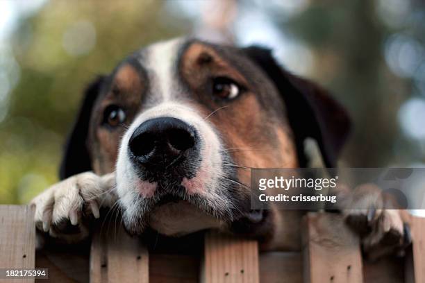 dog peering over fence - looking over fence stock pictures, royalty-free photos & images