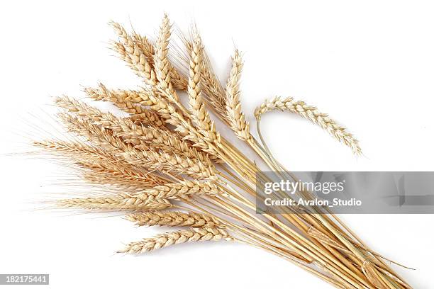 wheat - vete bildbanksfoton och bilder