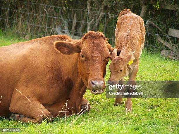 a brown dairy cow with its calf in a field  - livestock tag stock pictures, royalty-free photos & images