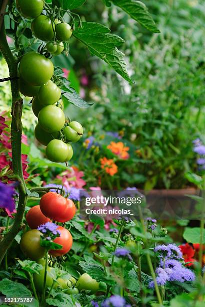 tomatoes - flower border stock pictures, royalty-free photos & images