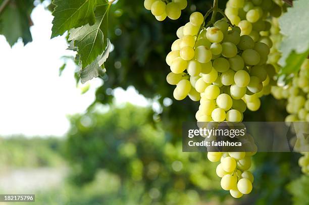 white grapes - green grape stock pictures, royalty-free photos & images