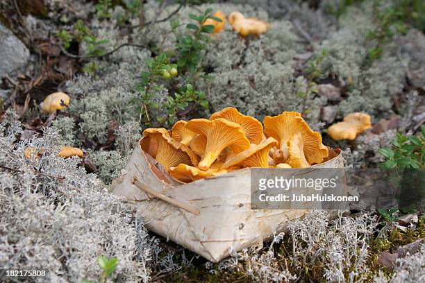 picking chanterelle mushrooms - champignon stockfoto's en -beelden