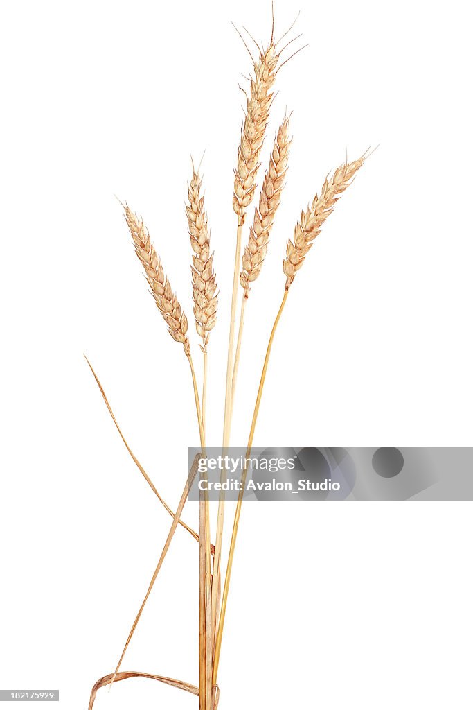 Ear grain of wheat on a white background