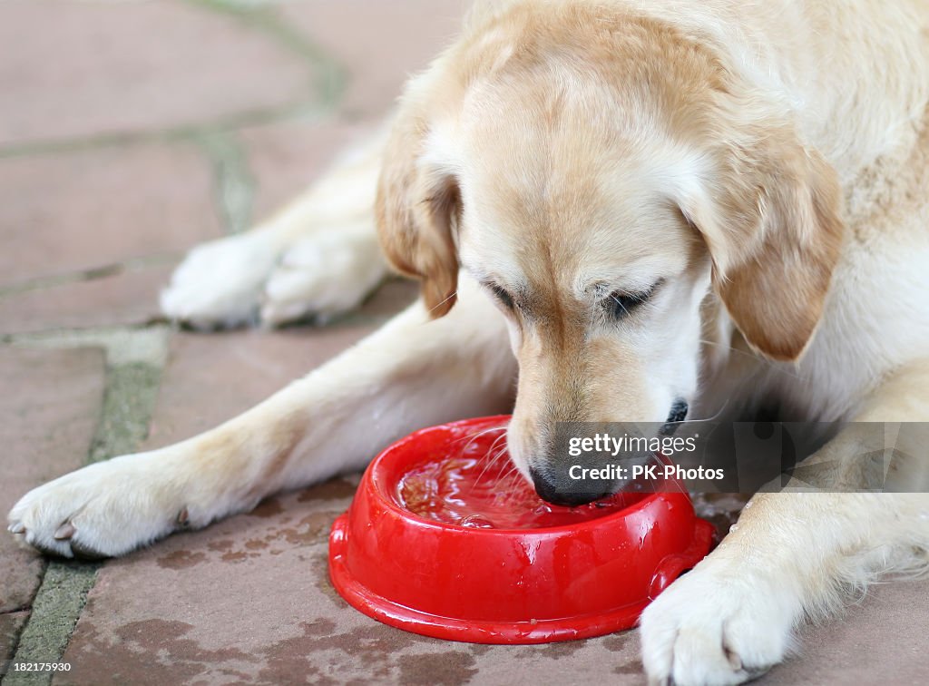 Hund trinkt Wasser