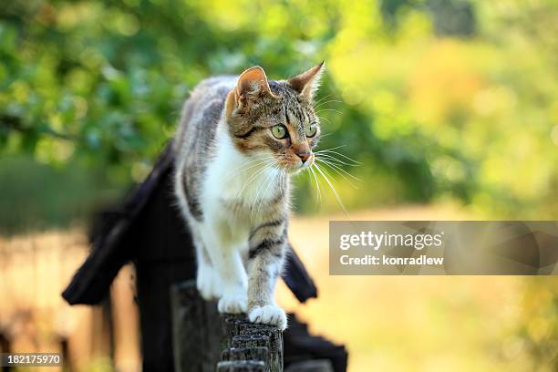 cat caminando en la valla - feline fotografías e imágenes de stock