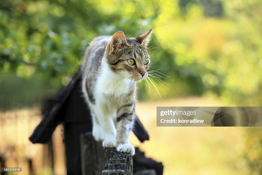 Cat walking on fence