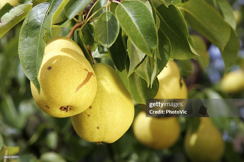 Pears on Tree