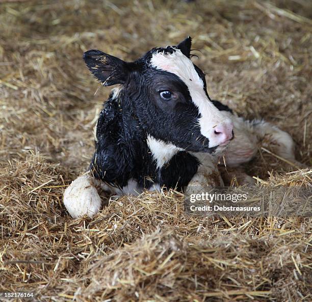 newborn calf - baby cow stock pictures, royalty-free photos & images