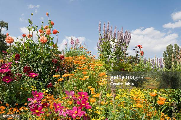 bloomy garden - flowers garden stockfoto's en -beelden