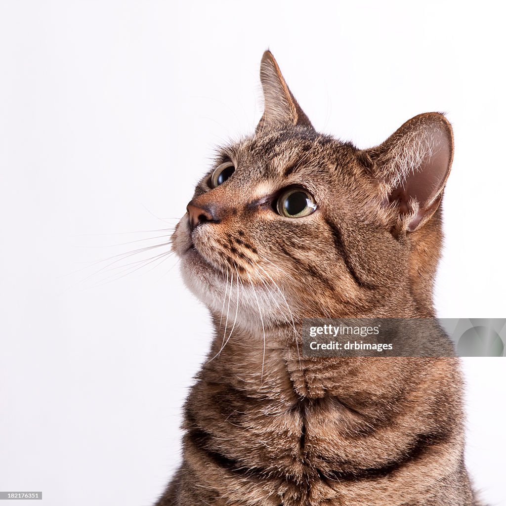 A picture of a cat on a white background looking up