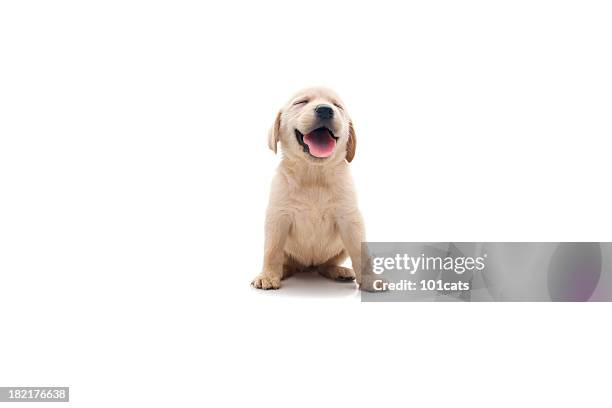 happy dog - puppies stock pictures, royalty-free photos & images
