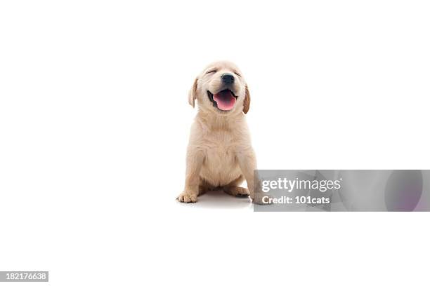 happy dog - retriever stock pictures, royalty-free photos & images