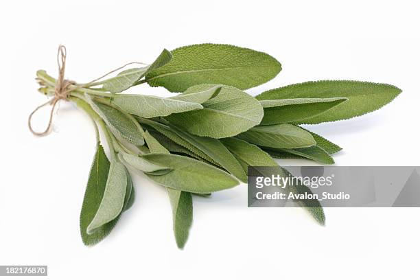 sage - herb stock pictures, royalty-free photos & images