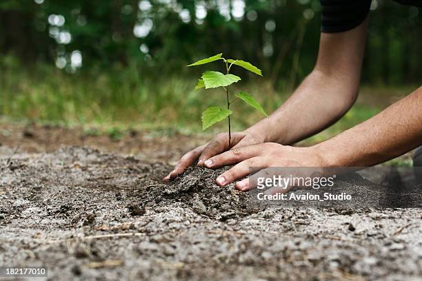 young man's hands plantación de árboles pimpollo - plantar fotografías e imágenes de stock