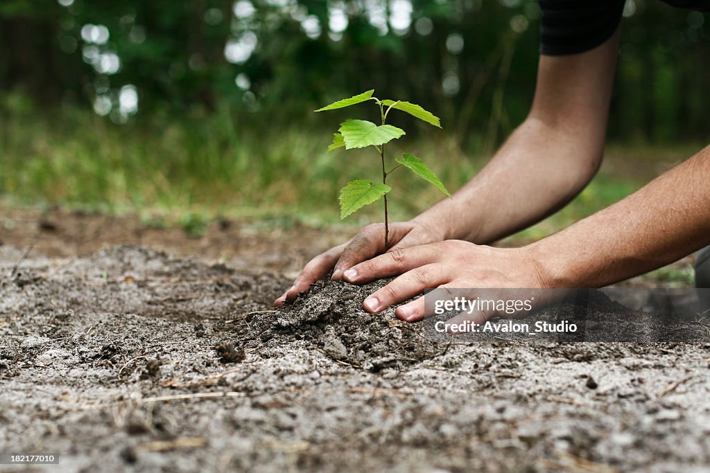 Young man's hands planting tree sapling