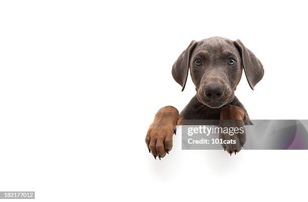 piccolo doberman - sedersi posizione fisica foto e immagini stock