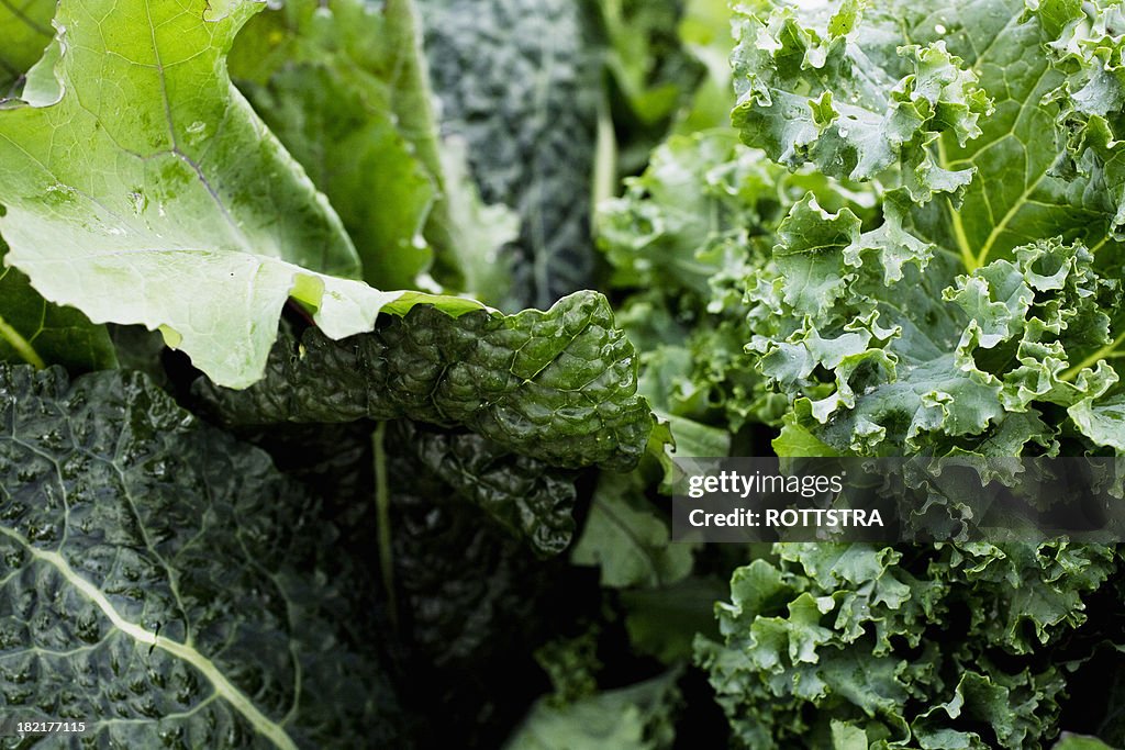 Leafy greens close up