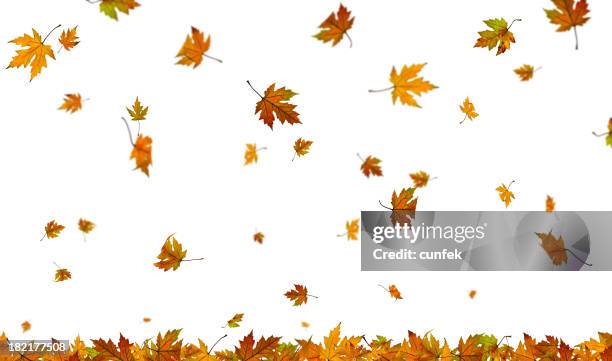 falling autumn leaves on plain white background - val stockfoto's en -beelden