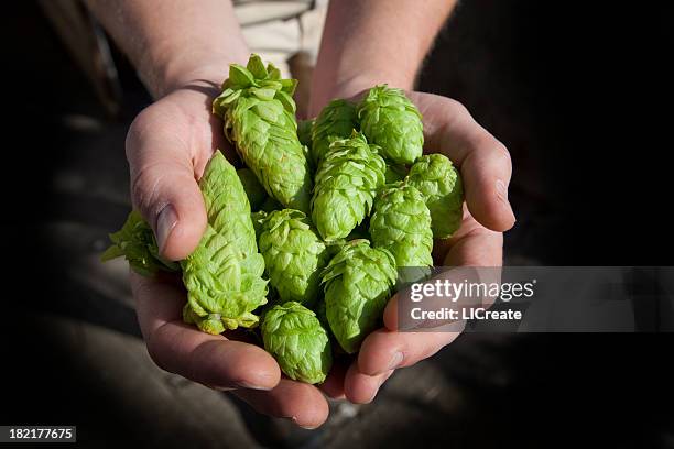 fresh hops ready for beer - fotoshop stockfoto's en -beelden