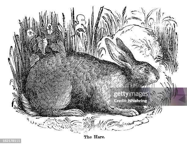 hare engraving - hare stock illustrations