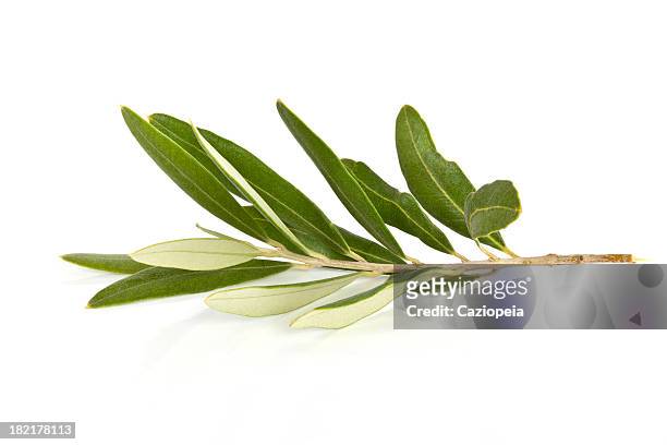 olive branch - twig stock pictures, royalty-free photos & images