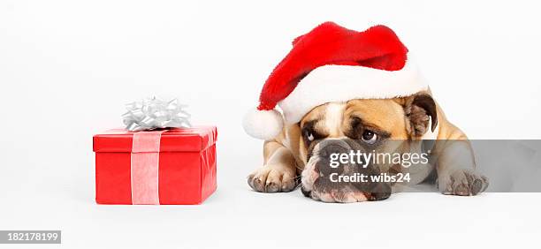 santa bulldog wants to open his present - english bulldog christmas stock pictures, royalty-free photos & images