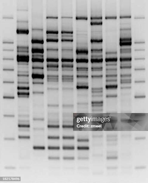 comparative dna analysis - pcr apparaat stockfoto's en -beelden