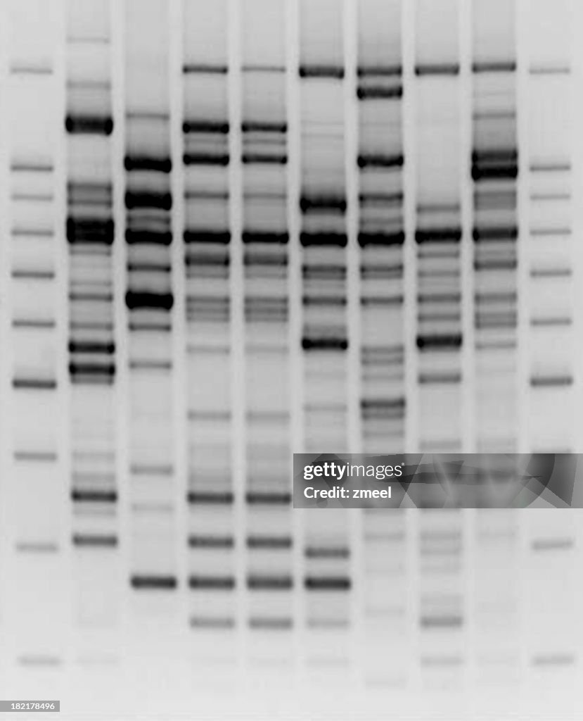 Comparative DNA analysis