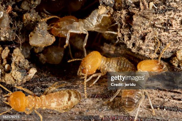 a close-up of ugly termites on the dirt - termite stock pictures, royalty-free photos & images