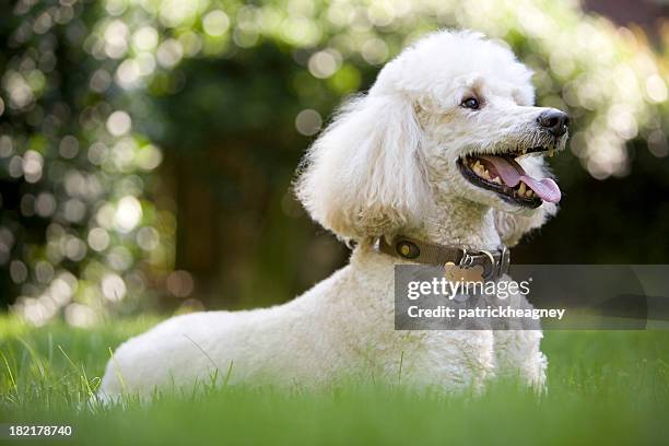 white poodle playing in the yard. - poodle stockfoto's en -beelden