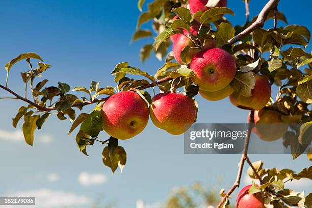 apples at the orchard - apple tree stock pictures, royalty-free photos & images