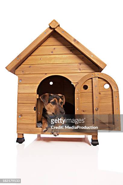 dog kennel - dog kennel stock pictures, royalty-free photos & images
