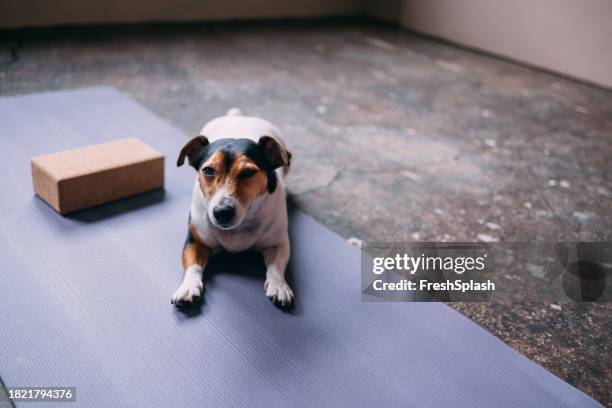zen companion: adorable dog resting on exercise mat next to yoga block - yoga block stock pictures, royalty-free photos & images