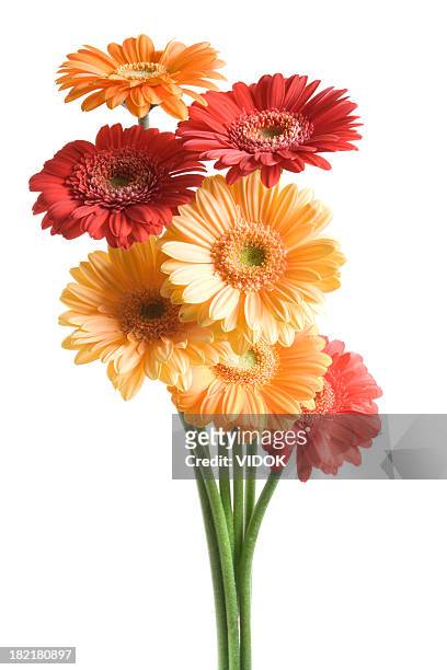 many-coloured fowers on white background. - plant stem stock pictures, royalty-free photos & images