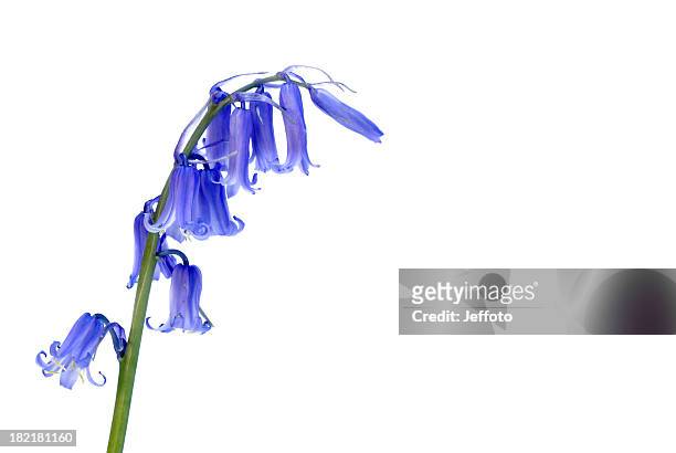 bluebell flores silvestres - campainha família do lírio - fotografias e filmes do acervo