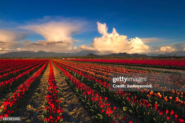 tulpenfelder mit wolken - bundesstaat washington stock-fotos und bilder