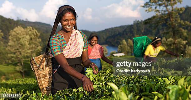 tamil pickers plucking tea leaves on plantation - plantation stockfoto's en -beelden