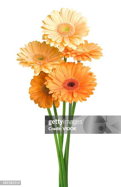 flowers on white background. - gerbera daisy stock pictures, royalty-free photos & images