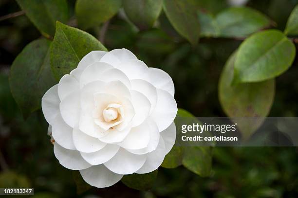 pure white "camelia" - camellia stock-fotos und bilder